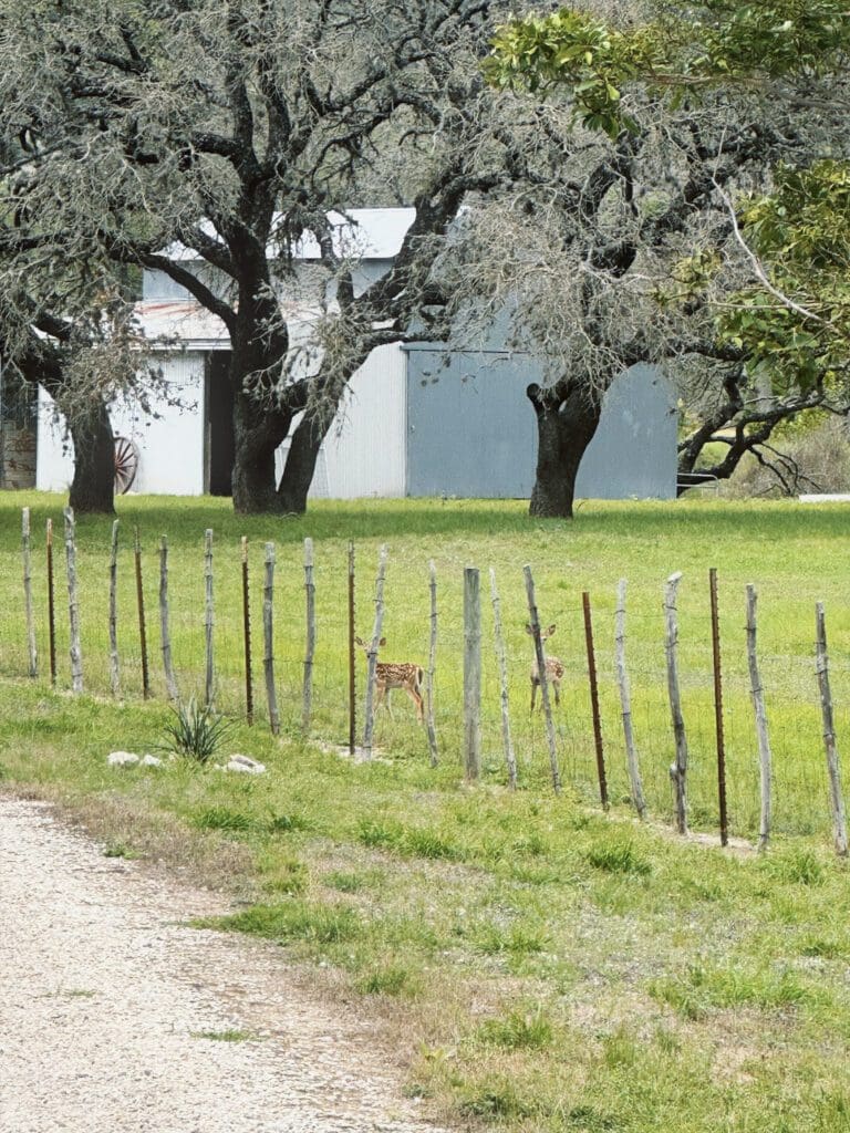 Texas Hill Country ranch land in early spring