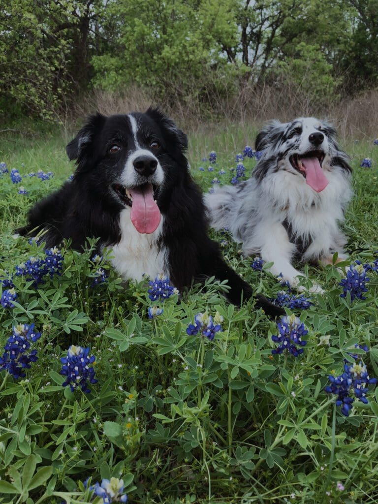 Bluebonnet photos with australian shepherds