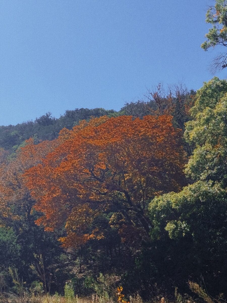 Bigtooth maple fall foliage red orange leaves Lost Maples State Natural Area Texas