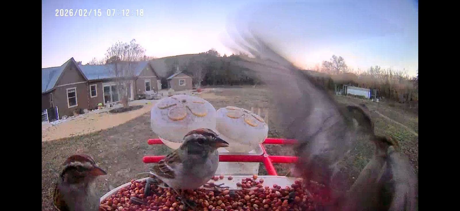 Smart camera bird feeder tray full of seed with house sparrows in a Texas backyard at sunrise.