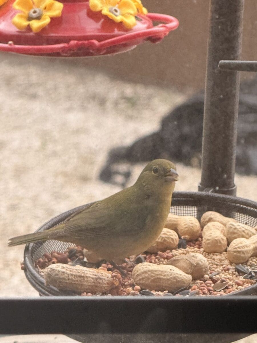The Best Bird Feeders for Texas Heat (That Don’t Turn Into Seed Soup)