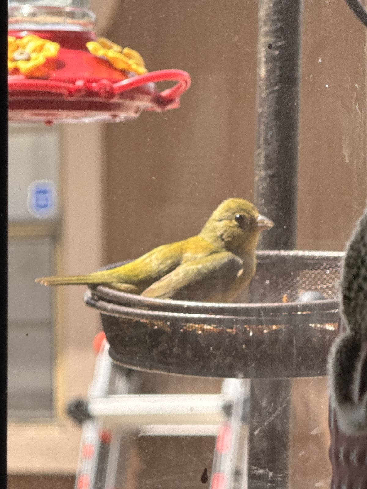 Painted bunting perched on a mesh feeder below a red saucer nectar feeder.