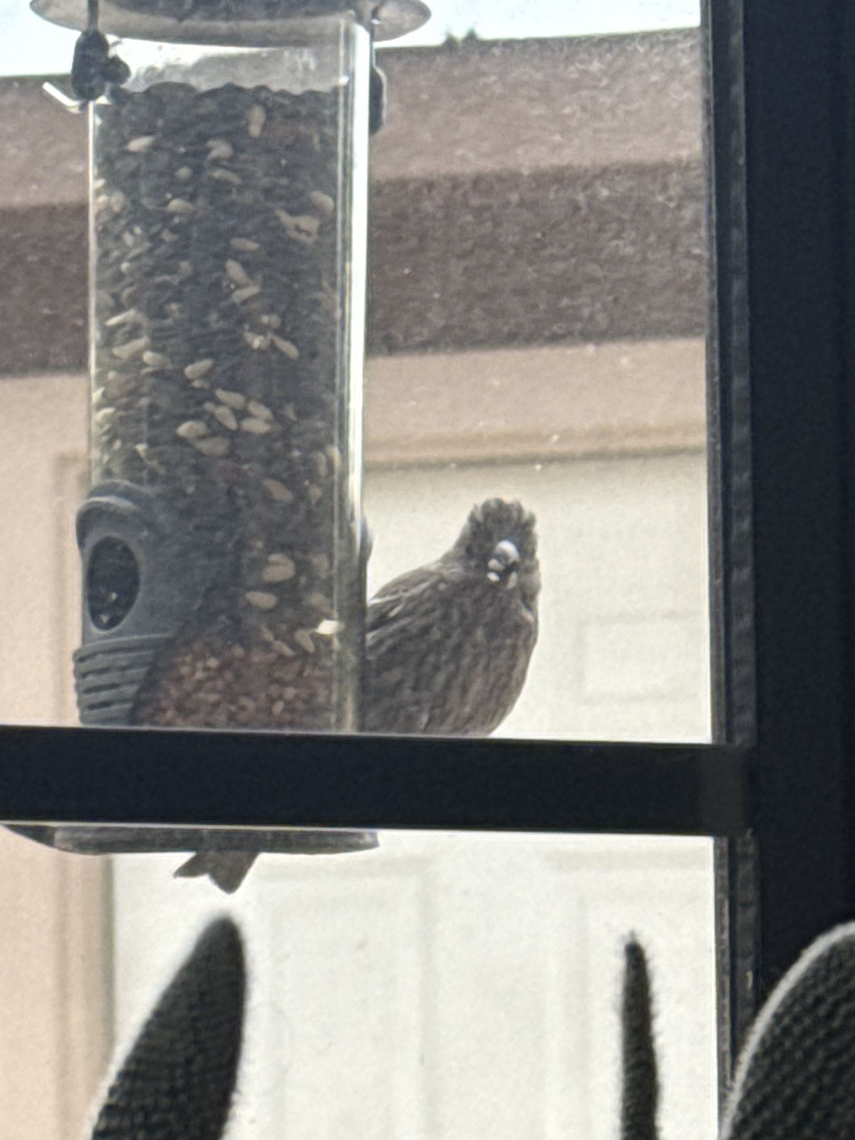 House finch on a clear tube seed feeder seen through a window.
