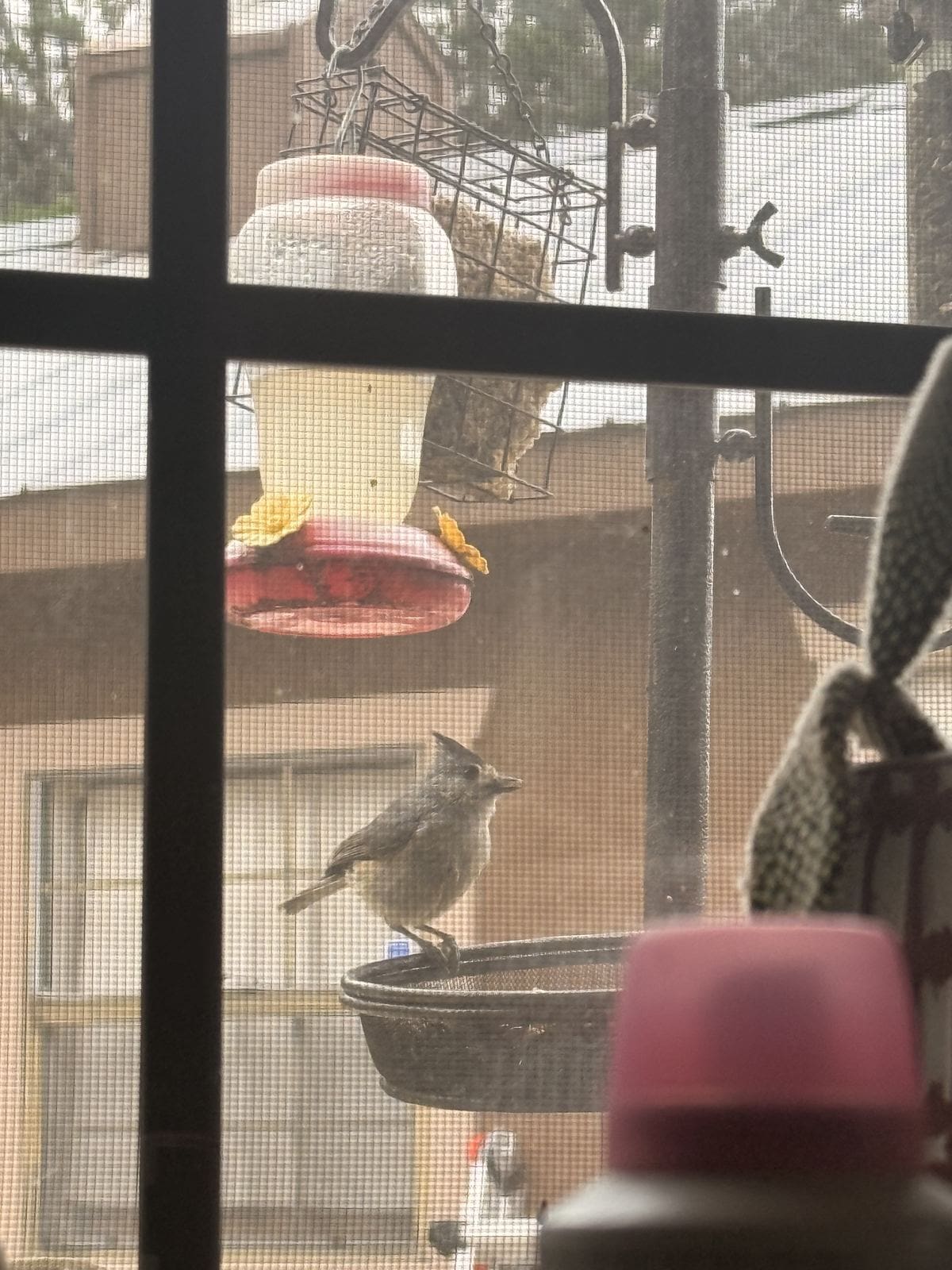 Small wren on a feeder beside a red saucer nectar feeder in a Texas summer.