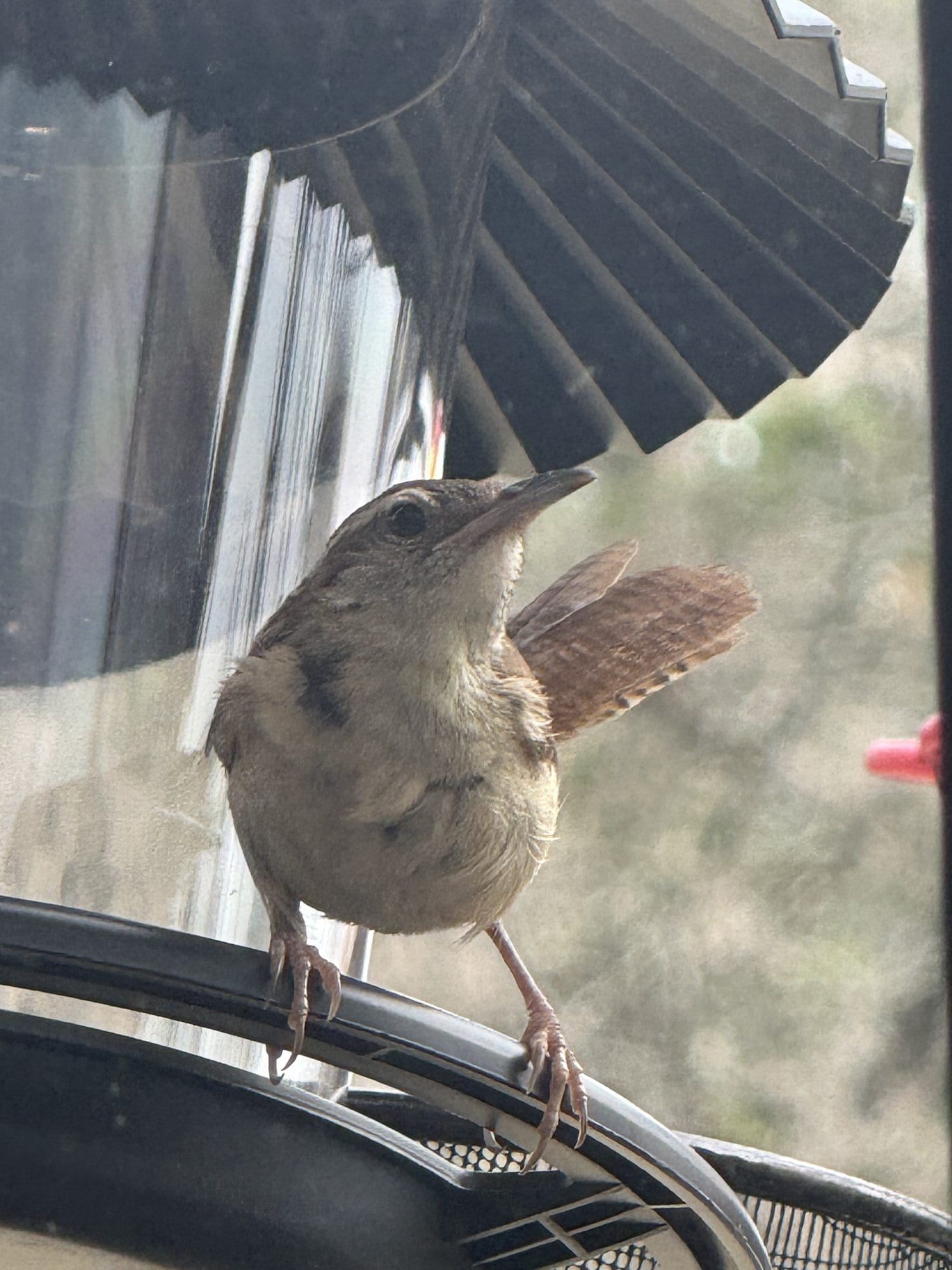Bewick’s Wren: The Tail-Flicking Singer of the Hill Country Brush