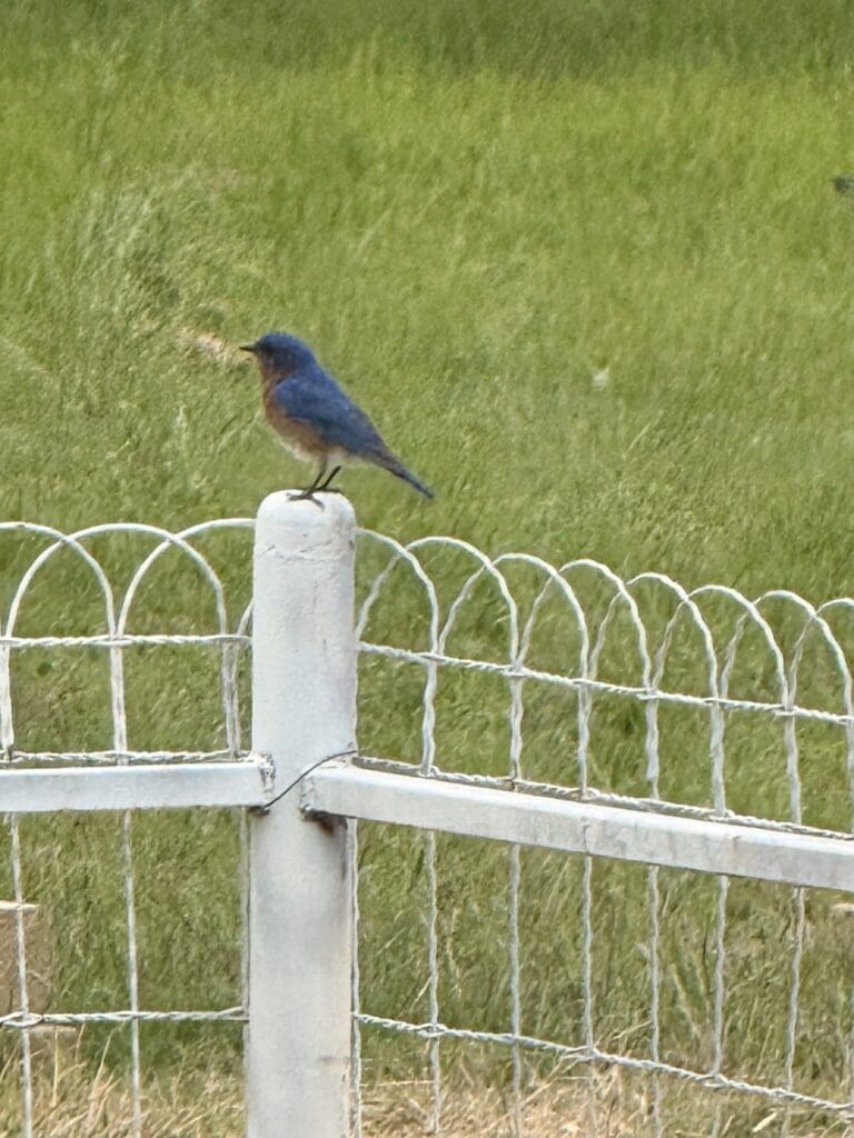 Eastern Bluebird: The Little Symbol of Happiness in Your Backyard