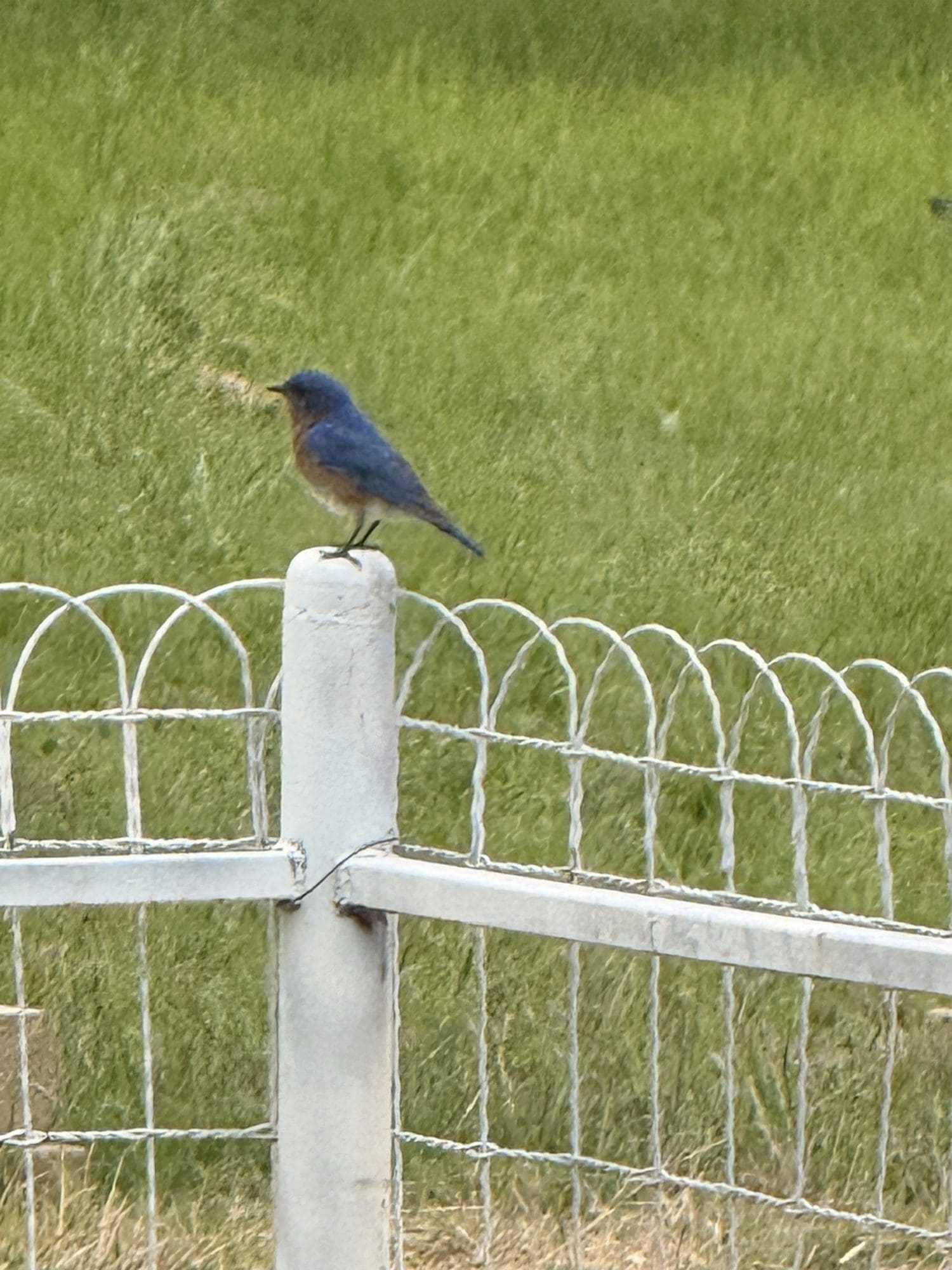 Eastern Bluebird