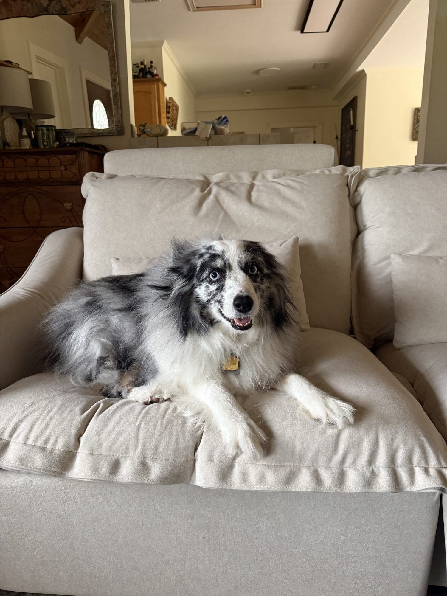 Blue merle Australian shepherd resting on an armchair