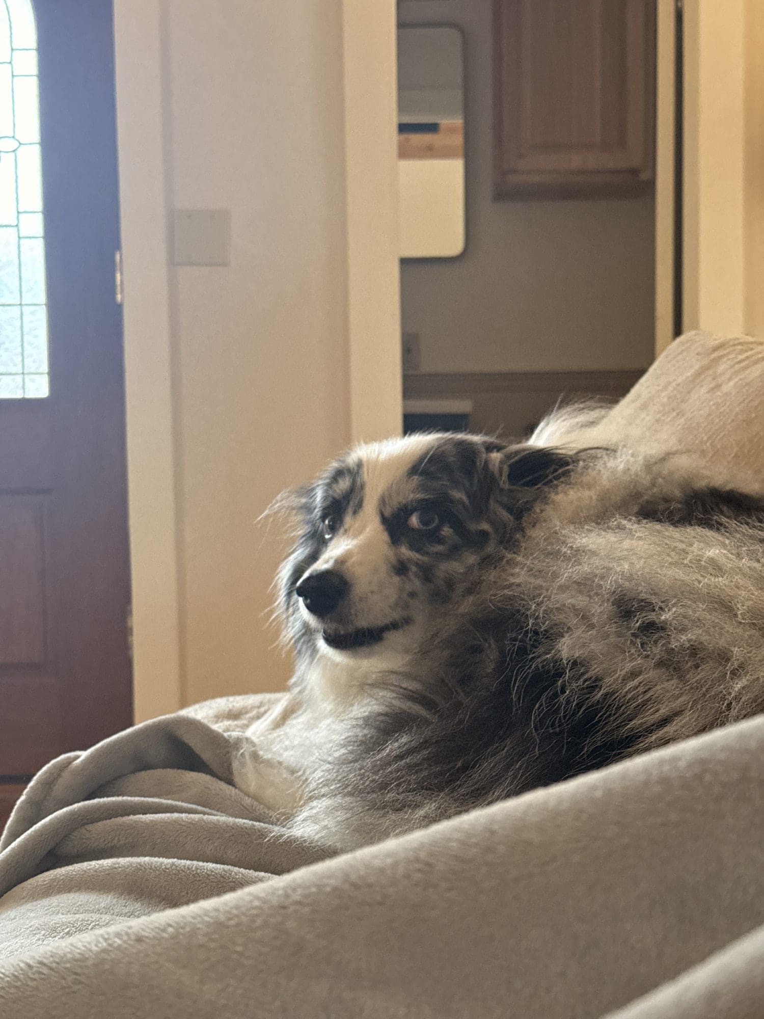 Australian shepherd Fiona resting on a blanket