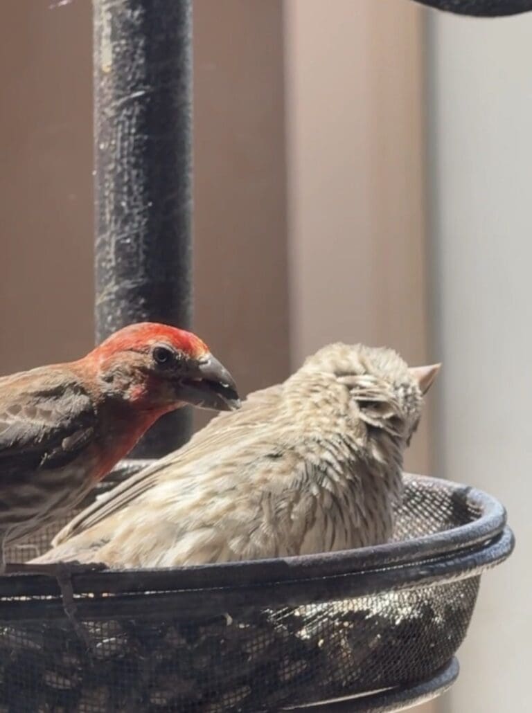 House Finch: The Cheerful Regular at Every Texas Feeder