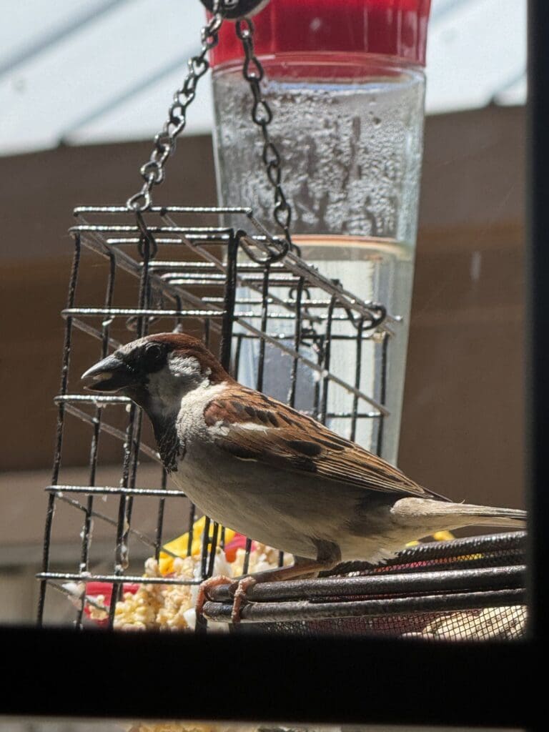 House Sparrow: The City Bird That Followed Us Everywhere
