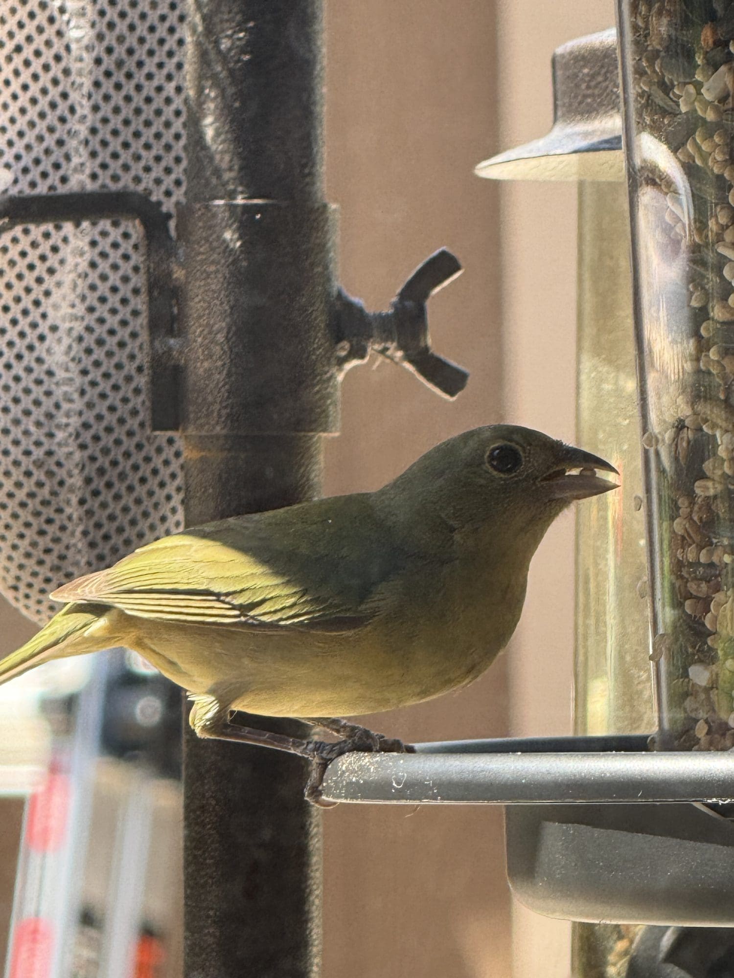 Green female painted bunting at a feeder