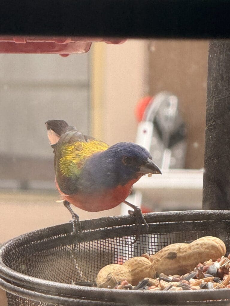 Painted Bunting: The Rainbow Songbird of the Texas Hill Country