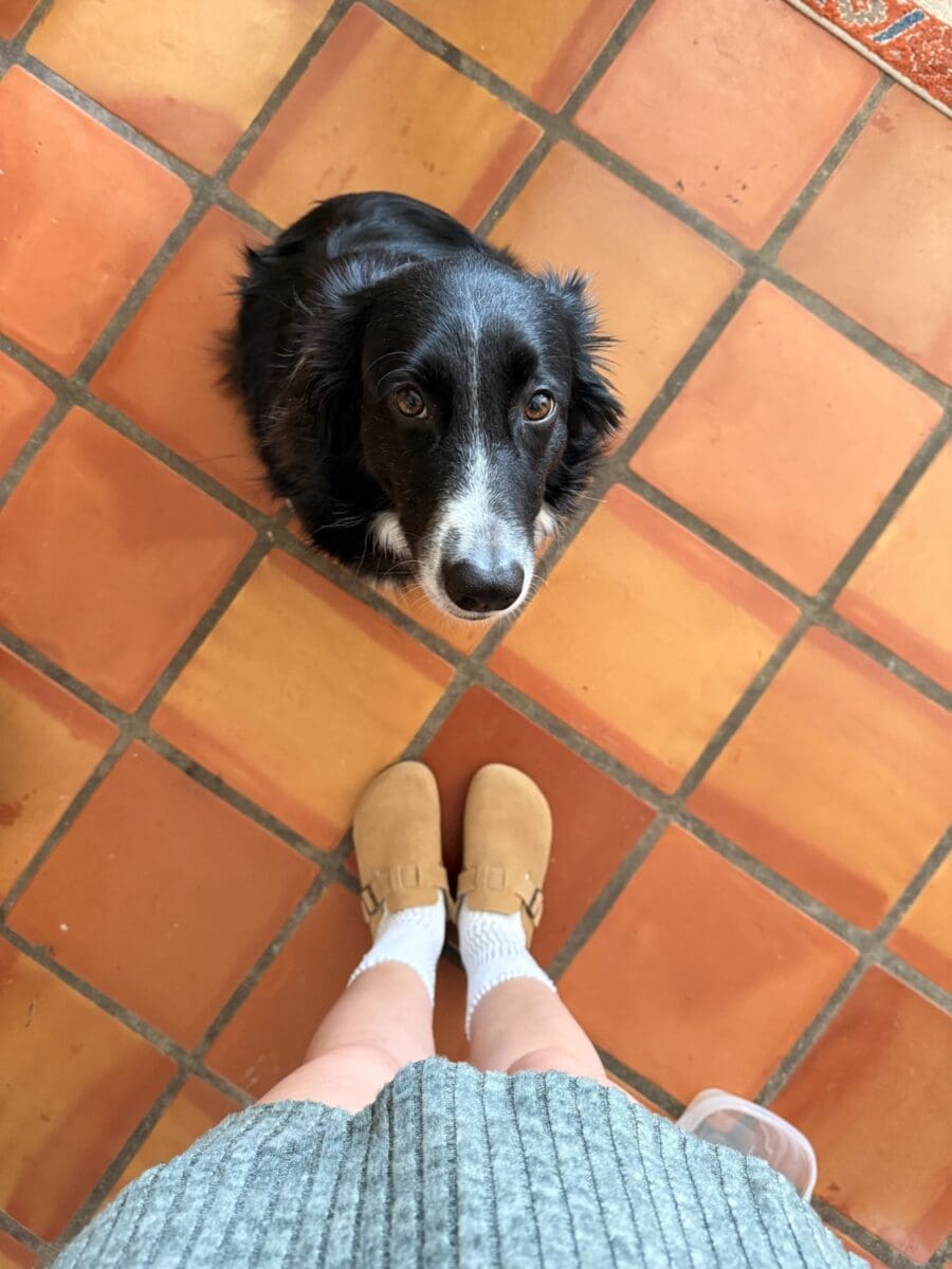 Australian Shepherd with a soft, mat-free double coat