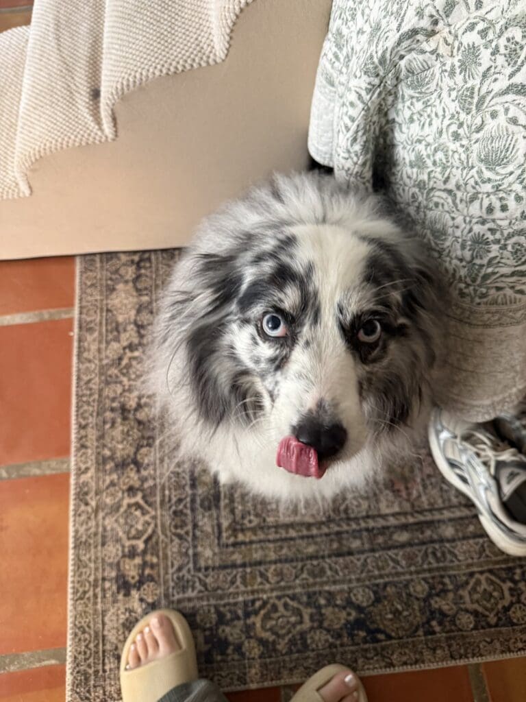 How I Wash and Groom My Australian Shepherd (The Routine That Finally Tamed Fiona's Coat)