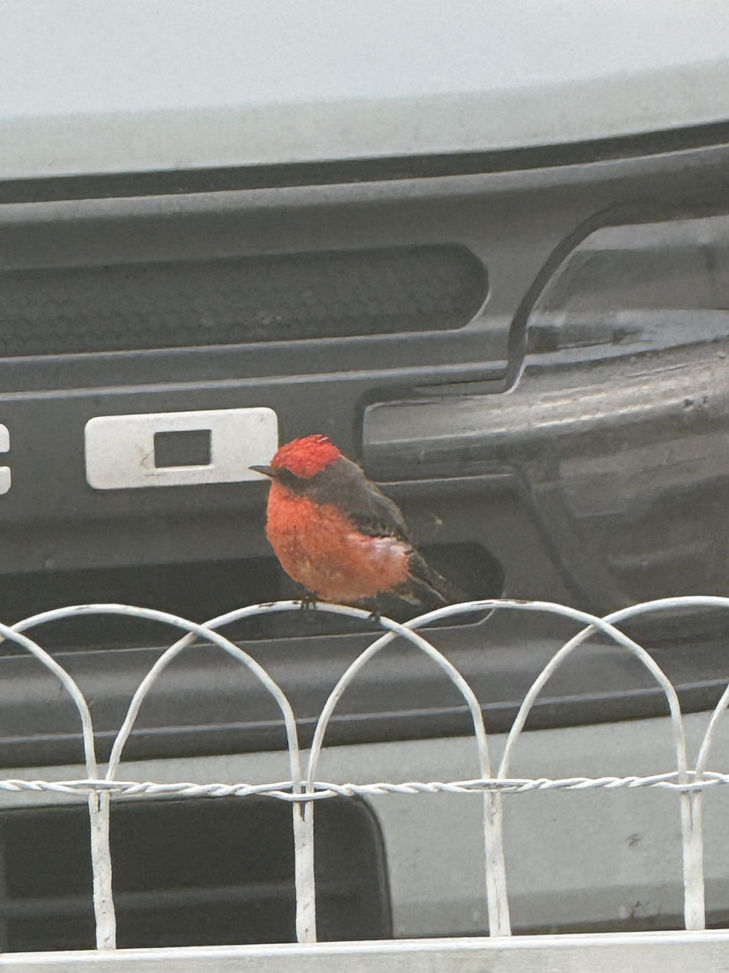 Male vermilion flycatcher on a fence