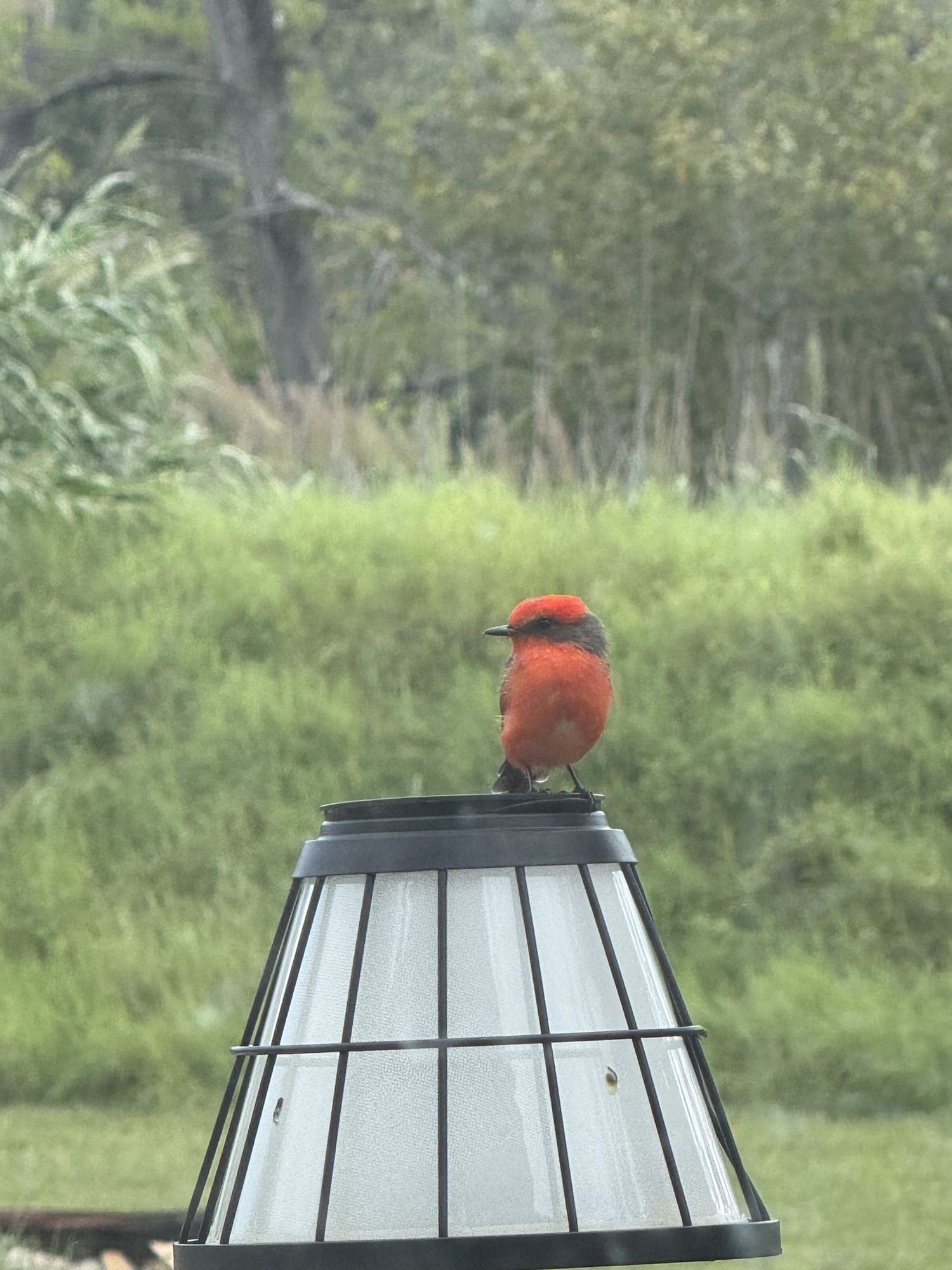 Vermilion Flycatcher: A Spark of Fire on the Fence Line