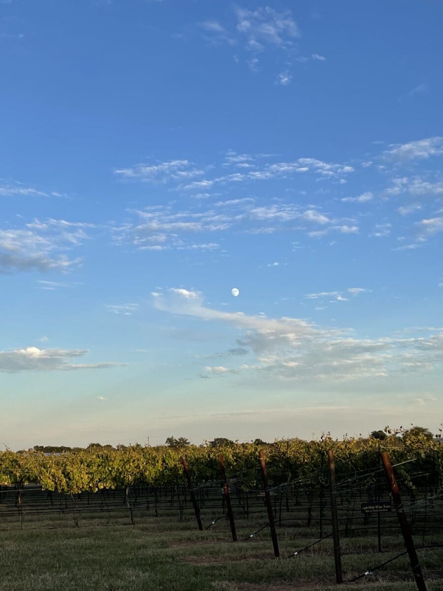 Texas Hill Country vineyard rows at dusk with the moon rising
