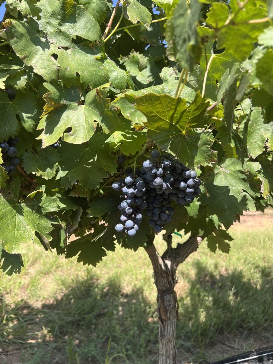 Wine grapes on the vine in the Texas Hill Country