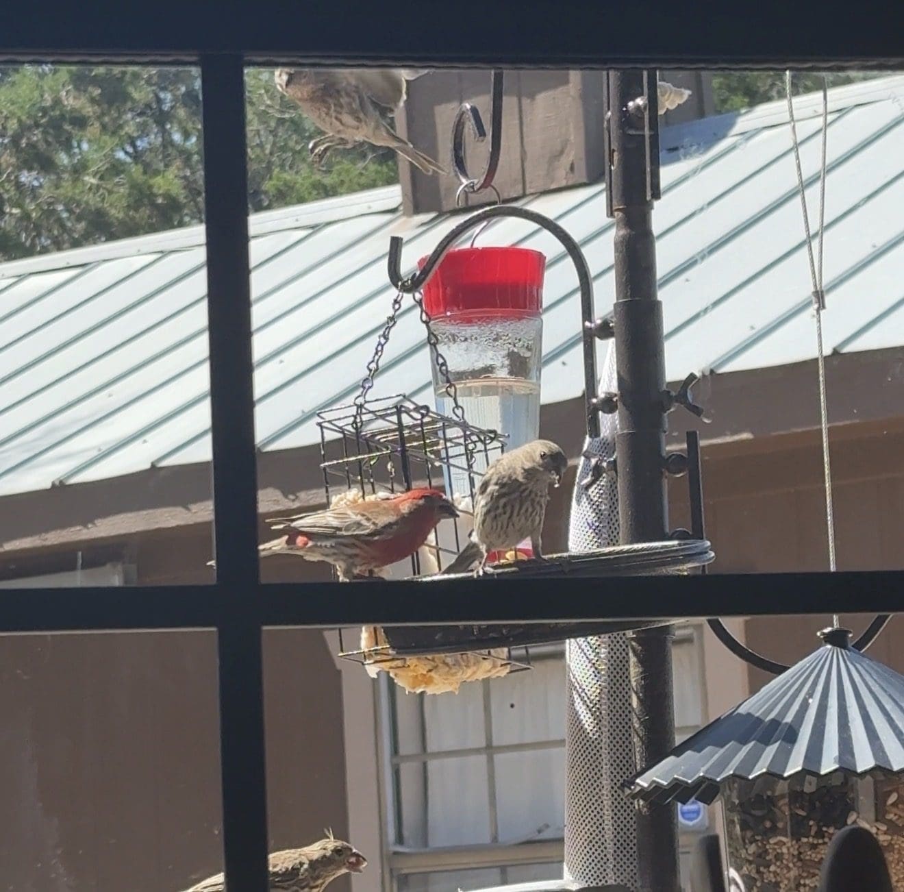 How a Bird Sanctuary Outside My Window Saved My Work-From-Home Days