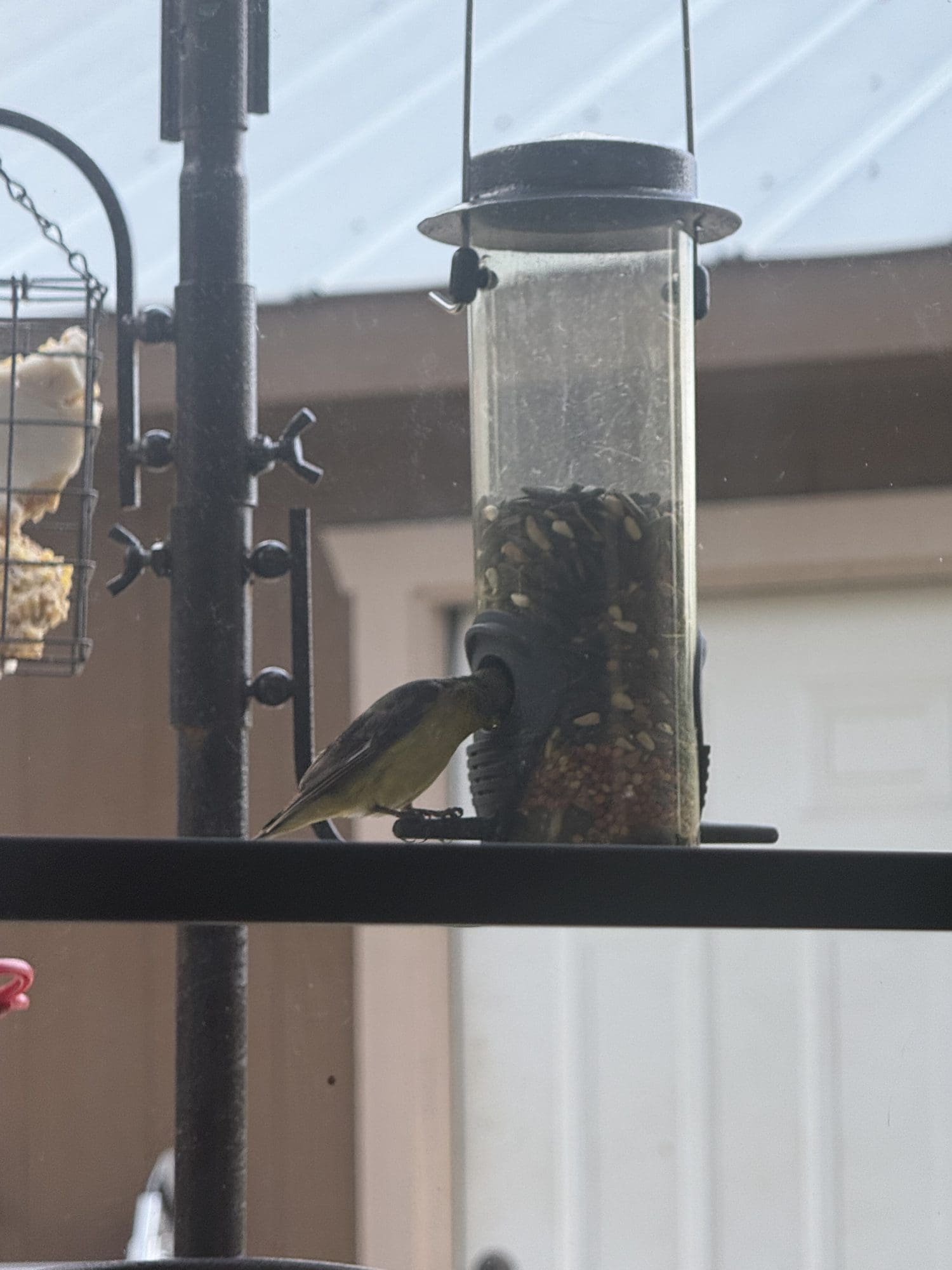 Painted bunting at a window-mounted bird feeder